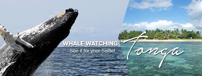 Experience the hidden gem in the South Pacific known as Tonga. Indulge in resort style accomodation or even participate in Tonga whale swim adventures. Holiday packages and deals to Tonga in 2016 and 2017. 